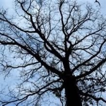 La mort dans le Tarot