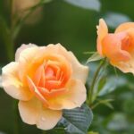 roses 616013 640