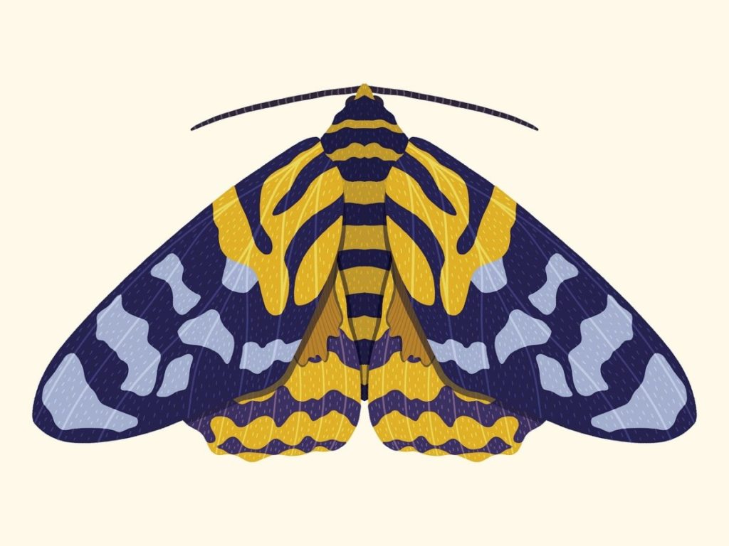 papillon