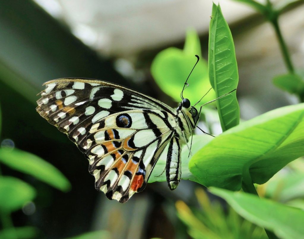 butterfly 7954767 1280